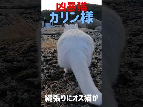 あの凶暴猫のカリン様 縄張りにオス猫が侵入 Japanese cats #shorts