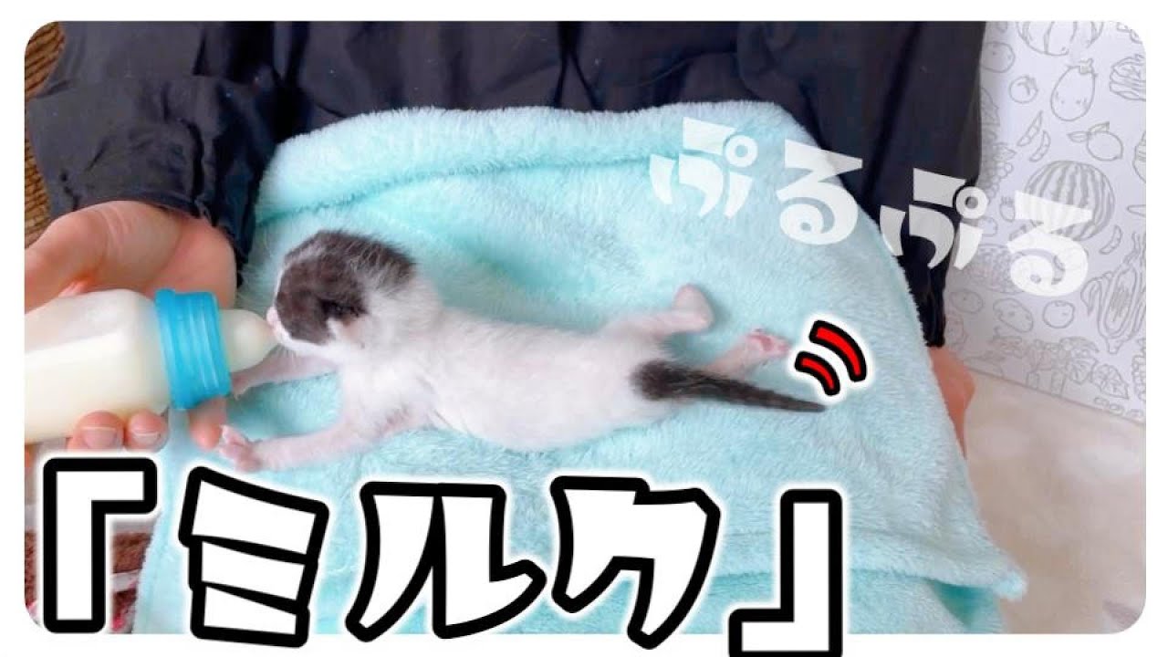 【子猫のミルク】かわいく必死でミルクを飲みます【保護猫生活5日目】