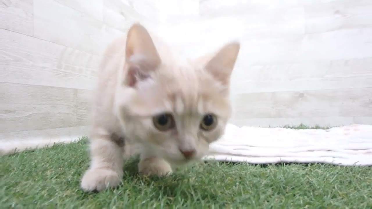 00610992 アメリカンショートヘアー