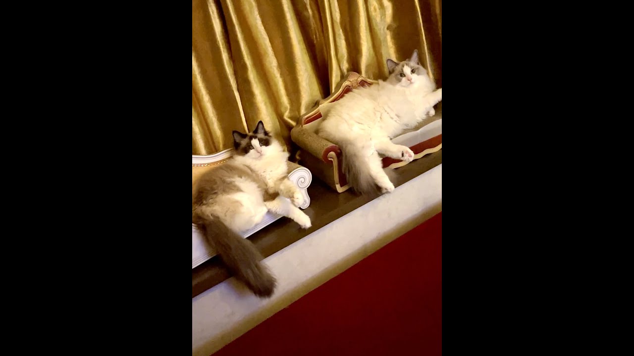 同じ動きをするラグドールキャットが可愛かった
