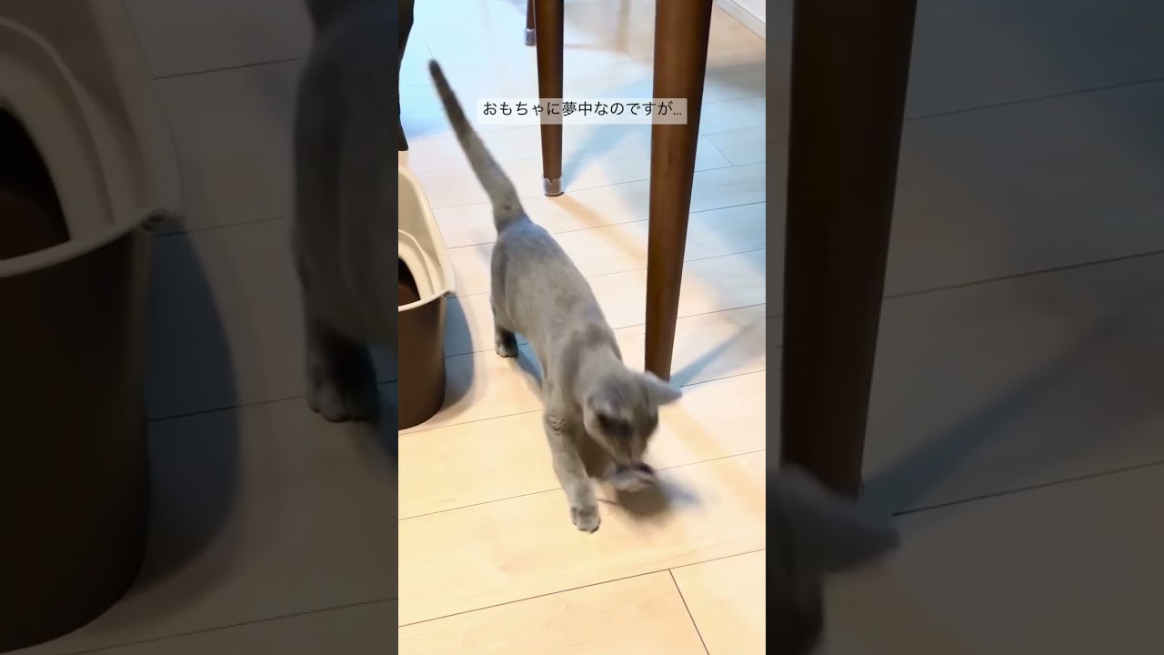 しっぽが太くなっちゃった子ネコ【ロシアンブルー】#cat #russianbluecats #かわいい猫 #ねこ