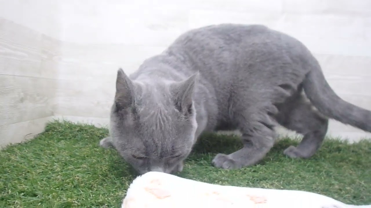 Coo&RIKU　No00615088 シャルトリュー