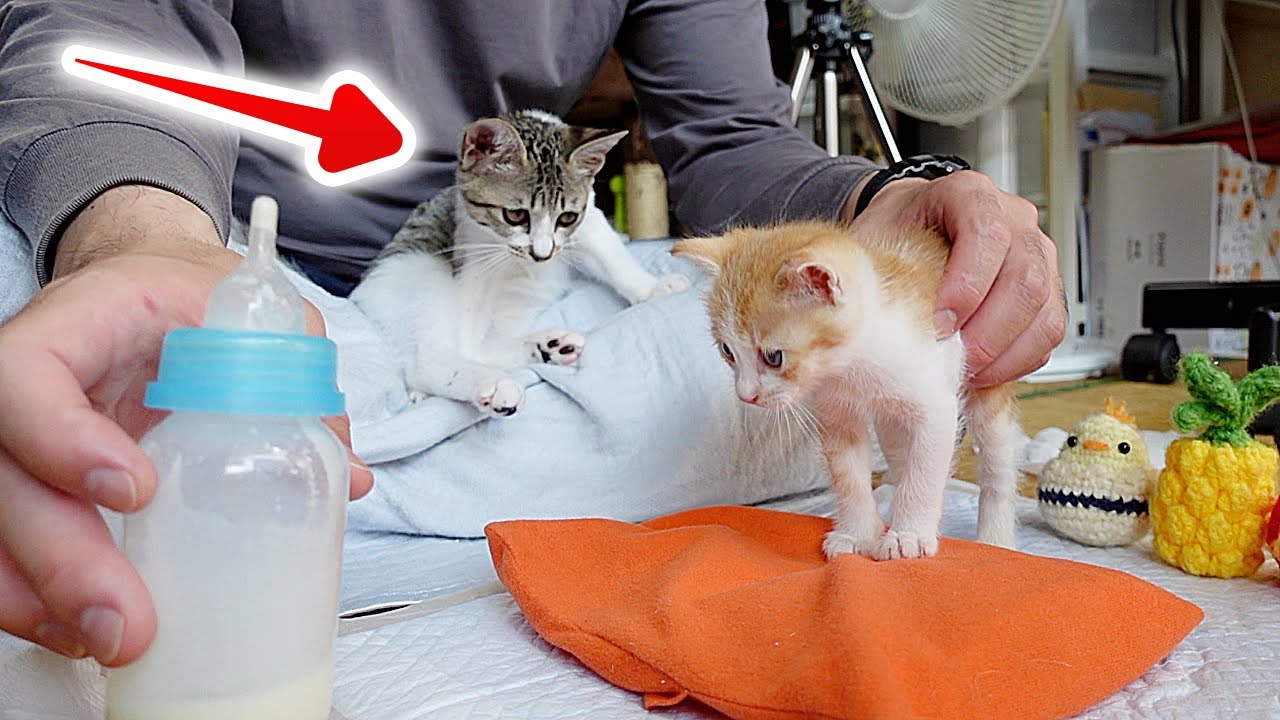 子育ての過酷さを知った子猫がこちらです...笑