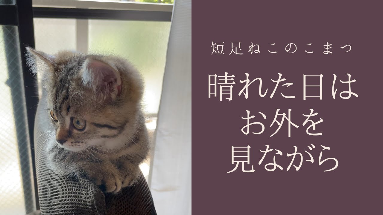 よく晴れた日曜の昼下がりをのんびり過ごす短足子猫 #Shorts