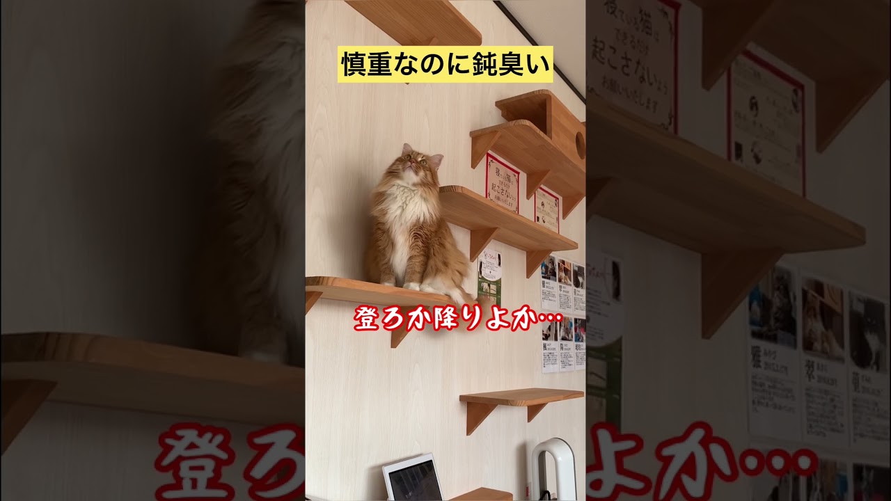 【メインクーン】慎重なのに鈍臭い大きなネコチャーン #メインクーン #かわいい猫 #茶トラ #猫動画おもしろい