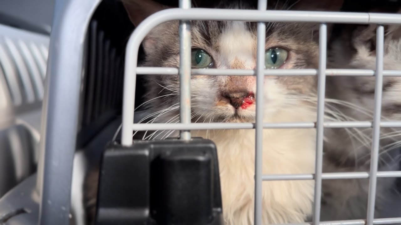 癒着に鼻血も…連日の病院を頑張る多頭飼育崩壊から保護されたスコティッシュフォールドの子猫達 #5