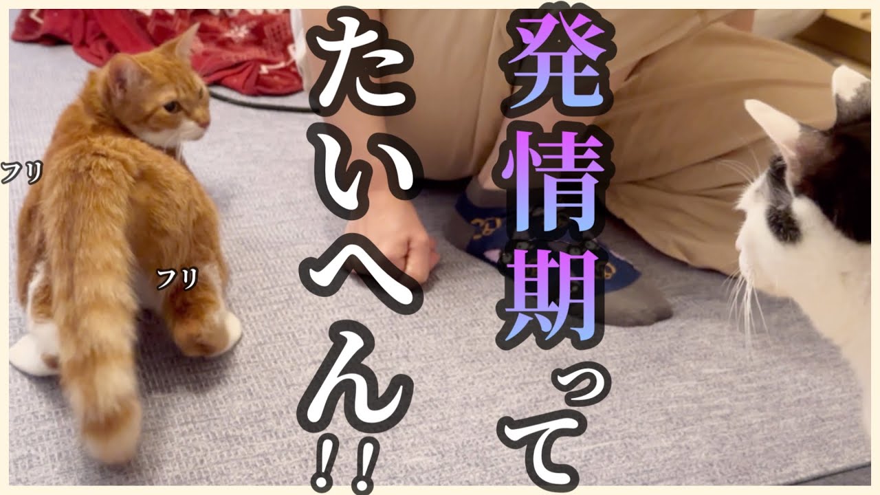 【パニック】新入りねぐちゃん発情期が来てしまいました！猫の発情ってこんなに凄いとは…