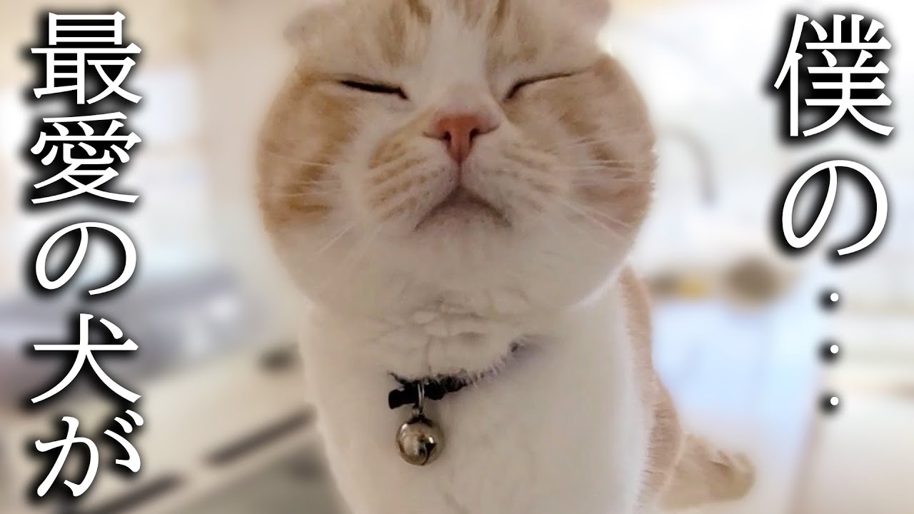 犬を預けたら寂しくてニャーニャー泣いて探し回る子猫がこちら...