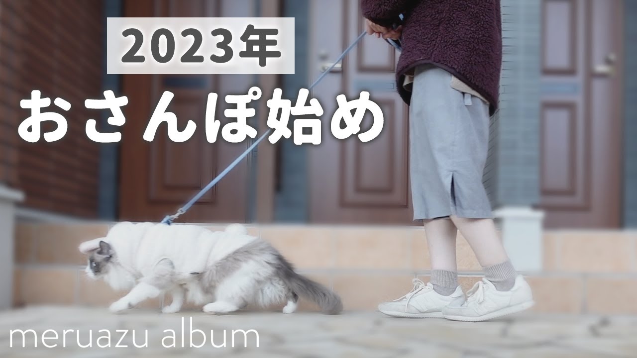 引っ越し後初めてのお散歩にウキウキな猫【ラグドール】