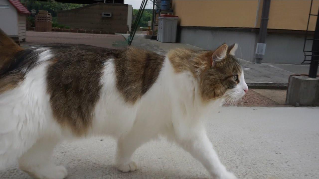 飼い主と散歩を楽しむメインクーン・マロ