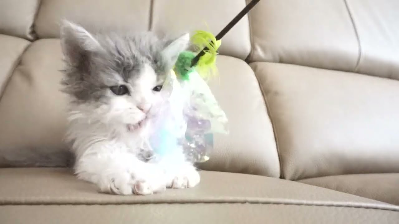 セルカークレックス子猫　2022.７.23産まれ　ブルー＆ホワイト　男の子　シーダキャット猫のお店