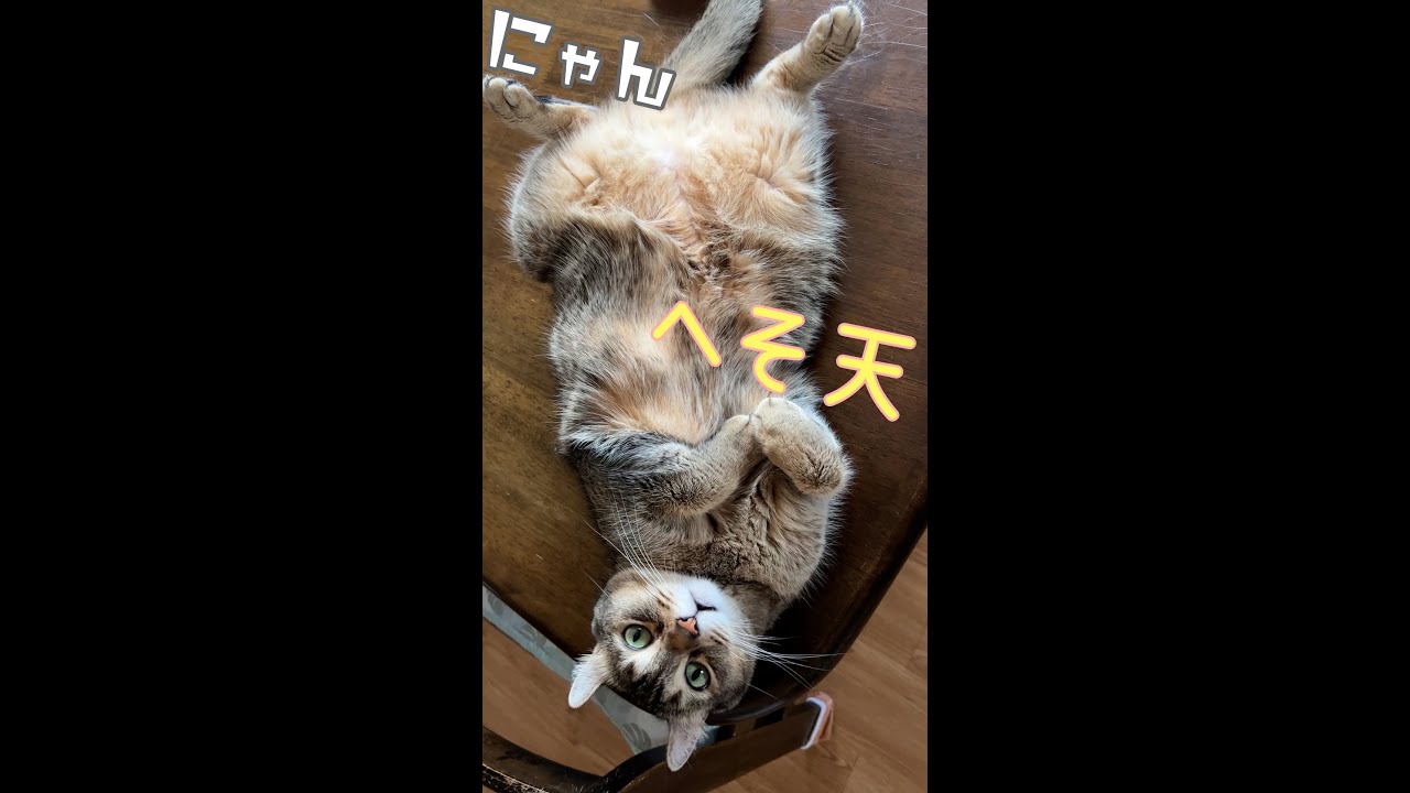 へそ天【アメリカンカール】