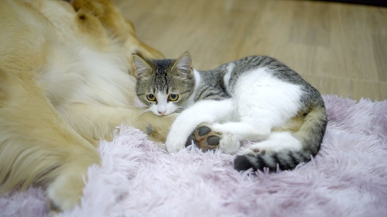 ゴールデンレトリバー犬の足が好きすぎた子猫の行動が可愛すぎた！