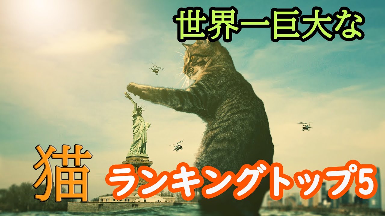 世界一大きな猫ランキングTOP5！メインクーンが大きすぎて笑うしかない