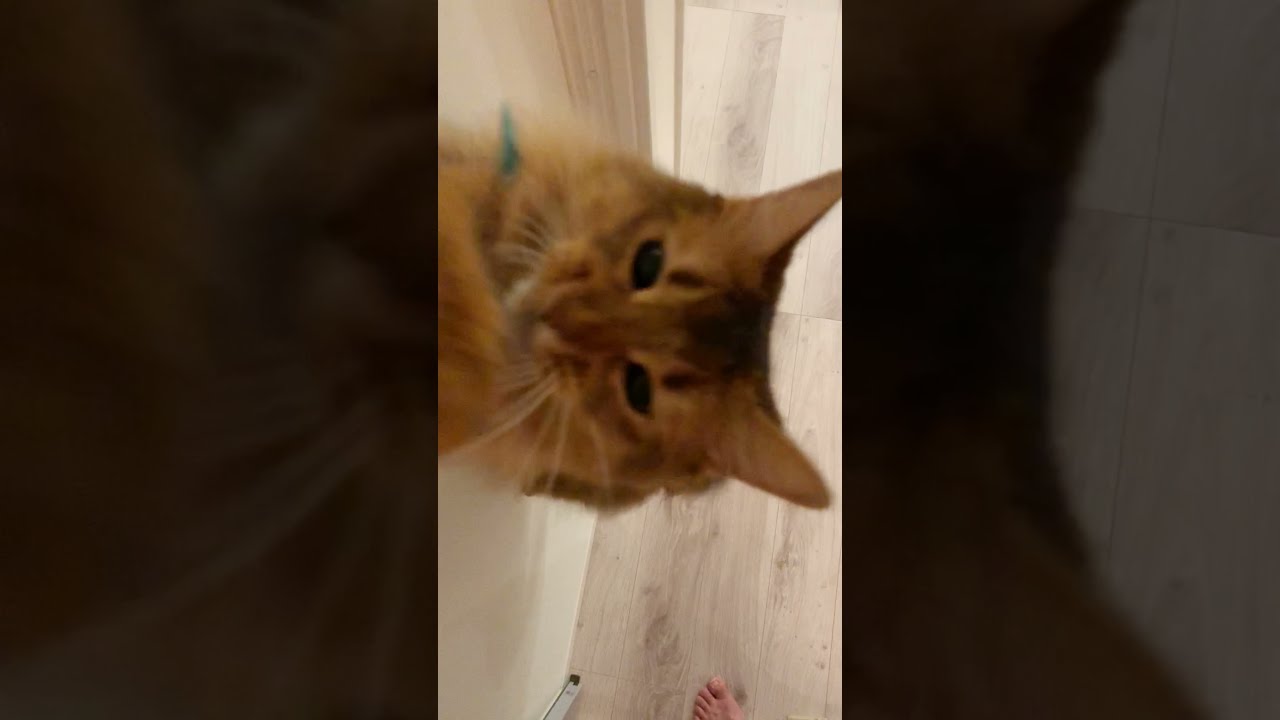 #172　がっちりホールドなソマリ