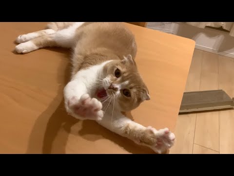 大きなあくび選手権代表【スコティッシュフォールド】