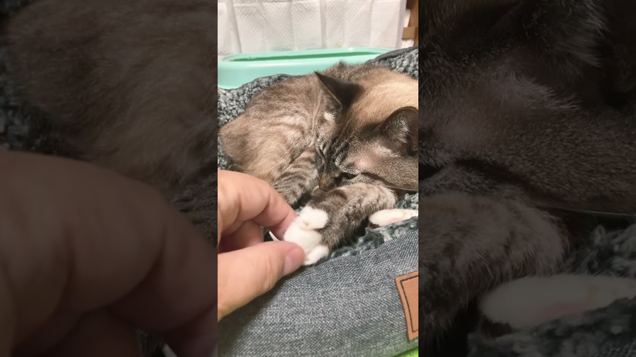 シャムトラのジャンくんのスノーシューをつまんでみた