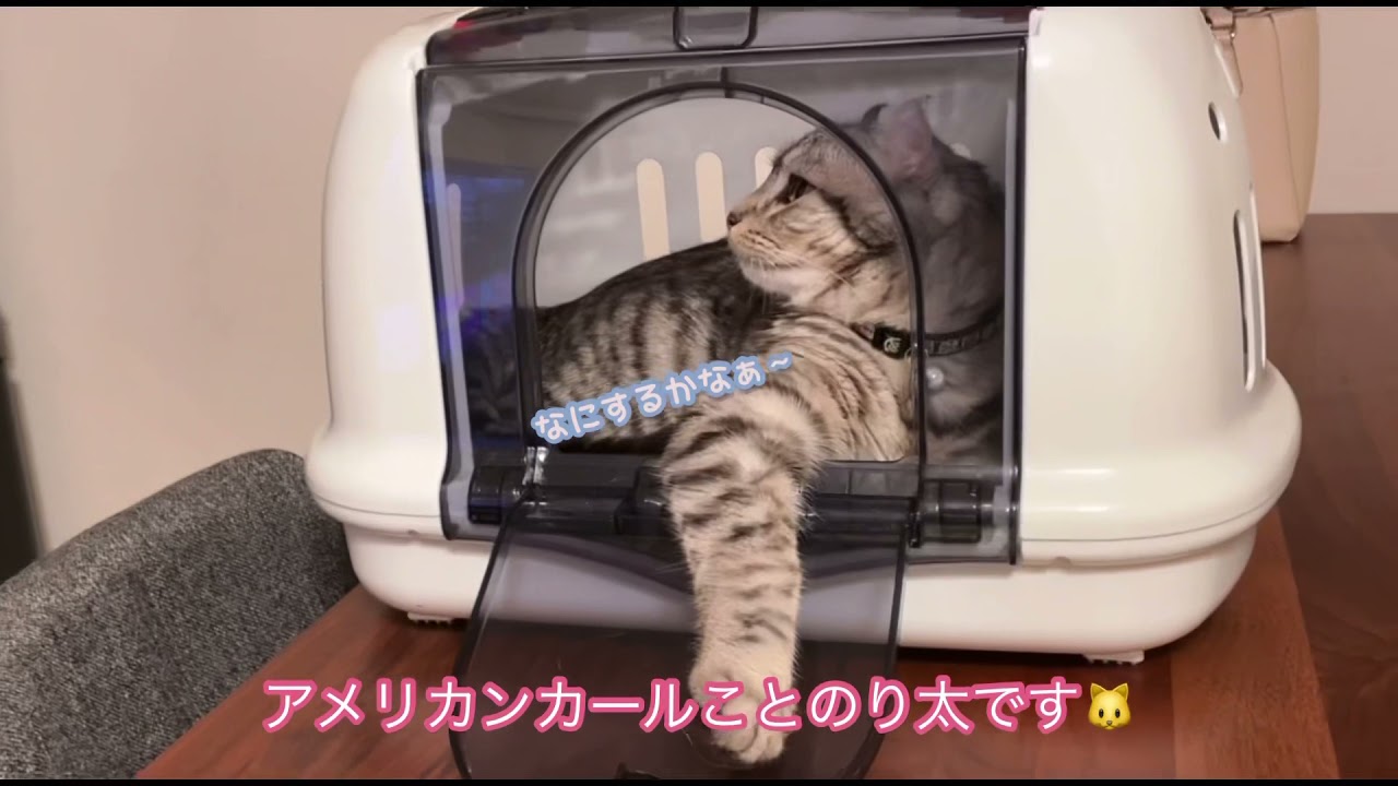 『アメリカンカール⭐︎のり太』猫の遊んでる姿が可愛すぎる😍❤️