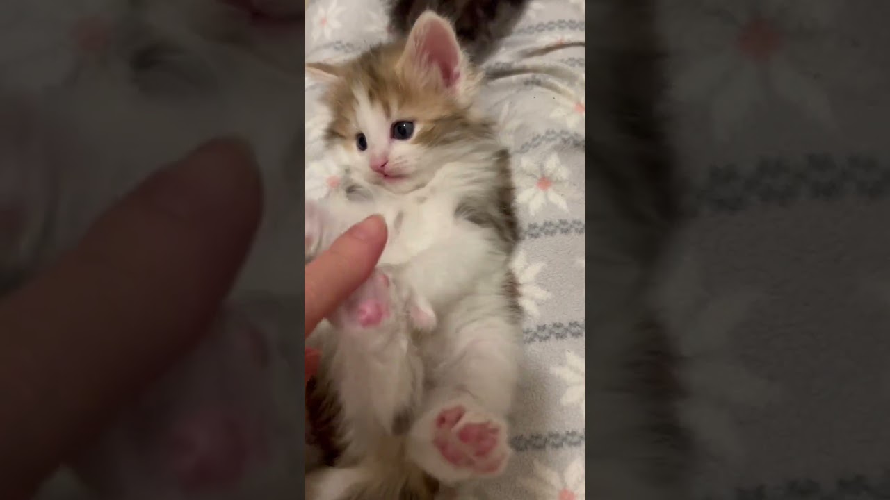 ニンゲンを悩殺する赤ちゃん猫　#ノルウェージャンフォレストキャット #子猫 #rien_kitten