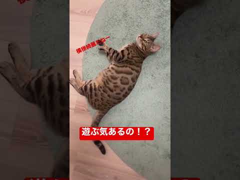 【猫動画】ベンガルのイメージが変わる（こんな感じで遊んでます）#shorts #animal #amazing #animals #ねこ