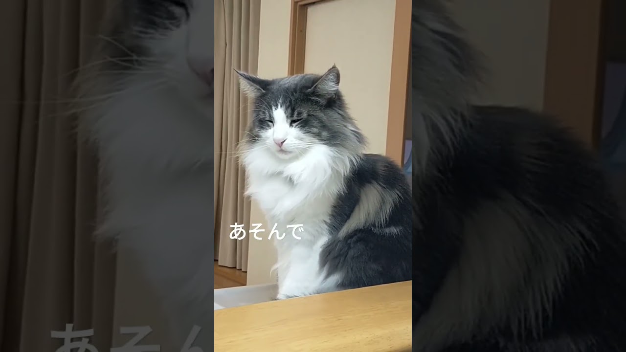 早朝おねむオルカ #ねこ好き #ノルウェージャンフォレストキャット #ねこのいる生活 #ねこ動画