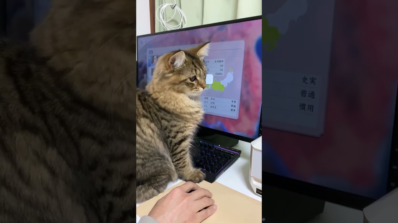 マウスのカーソルを見つめる子猫【サイベリアン】 #shorts