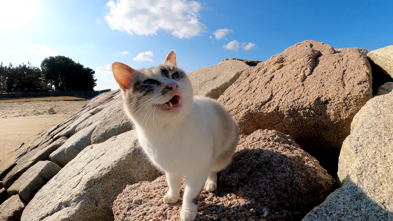 海に行くと、シャムミックス猫が岩の隙間から出てきて甘えてきた