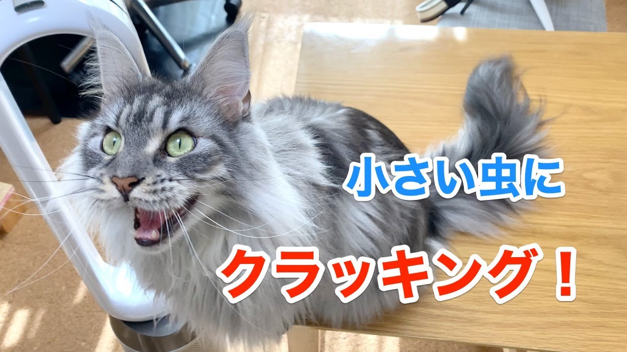 虫に思わず、ニャ！っとクラッキング【大きい猫 メインクーン】