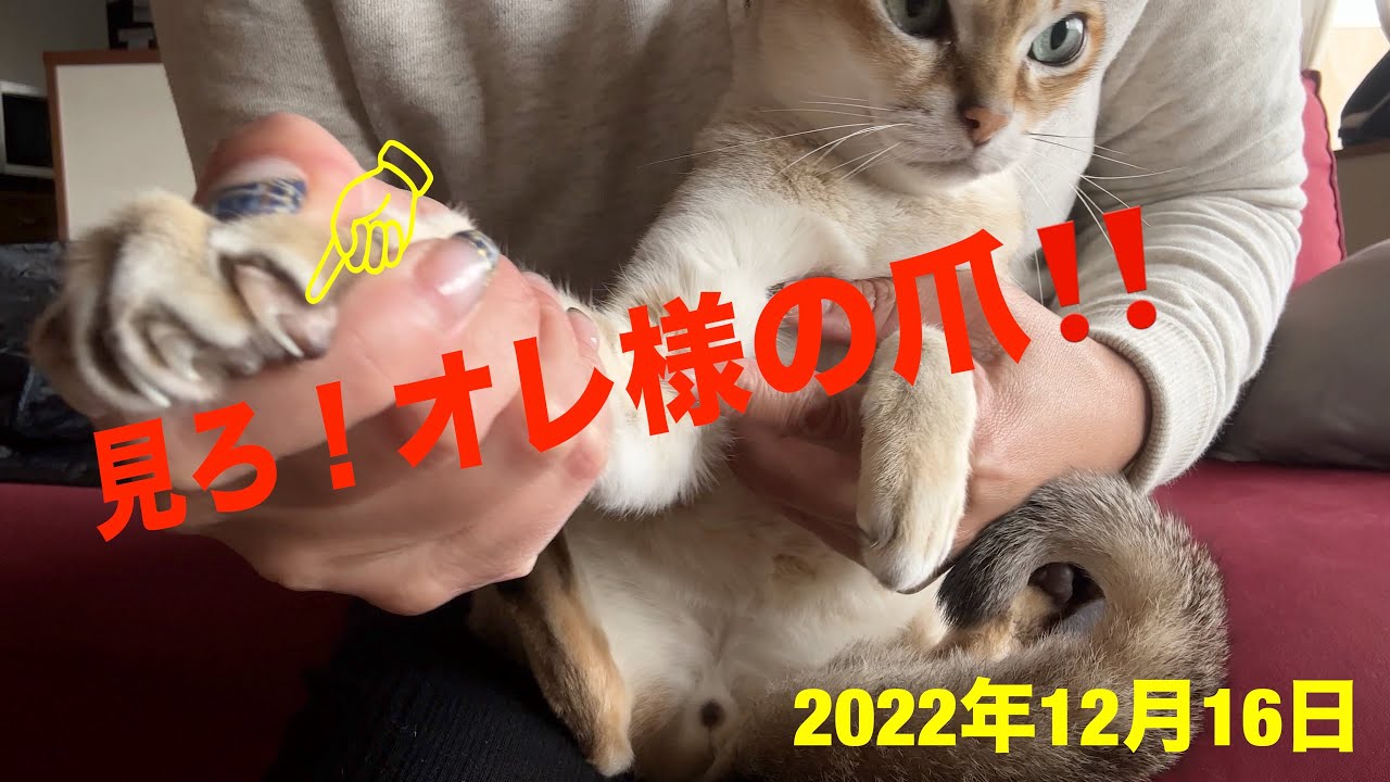 凶器との戦い‼️シンガプーラ「にゃあ」：2022.12.16