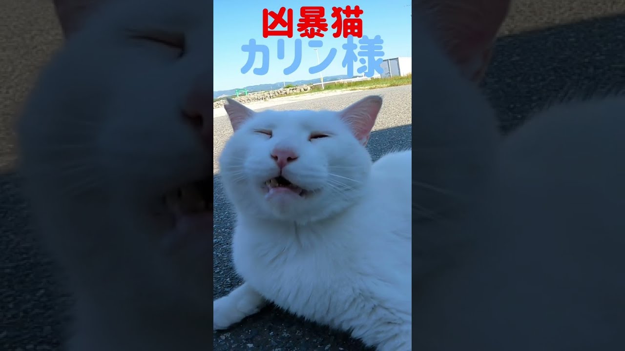 あの凶暴猫のカリン様が甘え噛み‼️ Ferocious cat #shorts