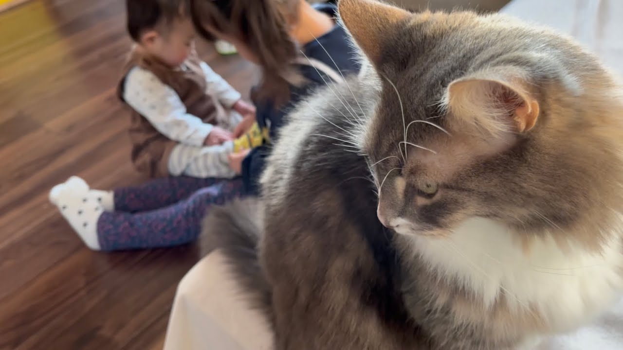 赤ちゃんの世話好きなお姉ちゃんを見守る猫　ノルウェージャンフォレストキャット　A cat watching over a sister who likes to take care of babies
