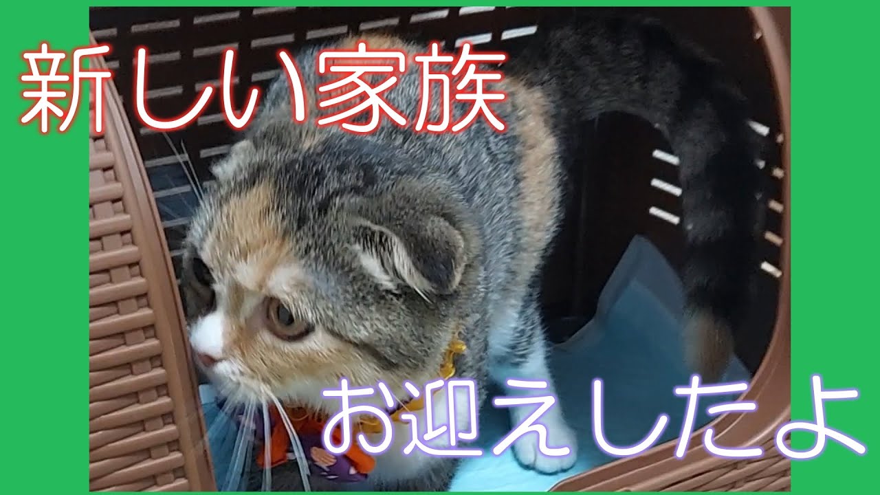 【スコティッシュフォールド】猫ちゃんがお家に来てくれたよ！【お迎え】