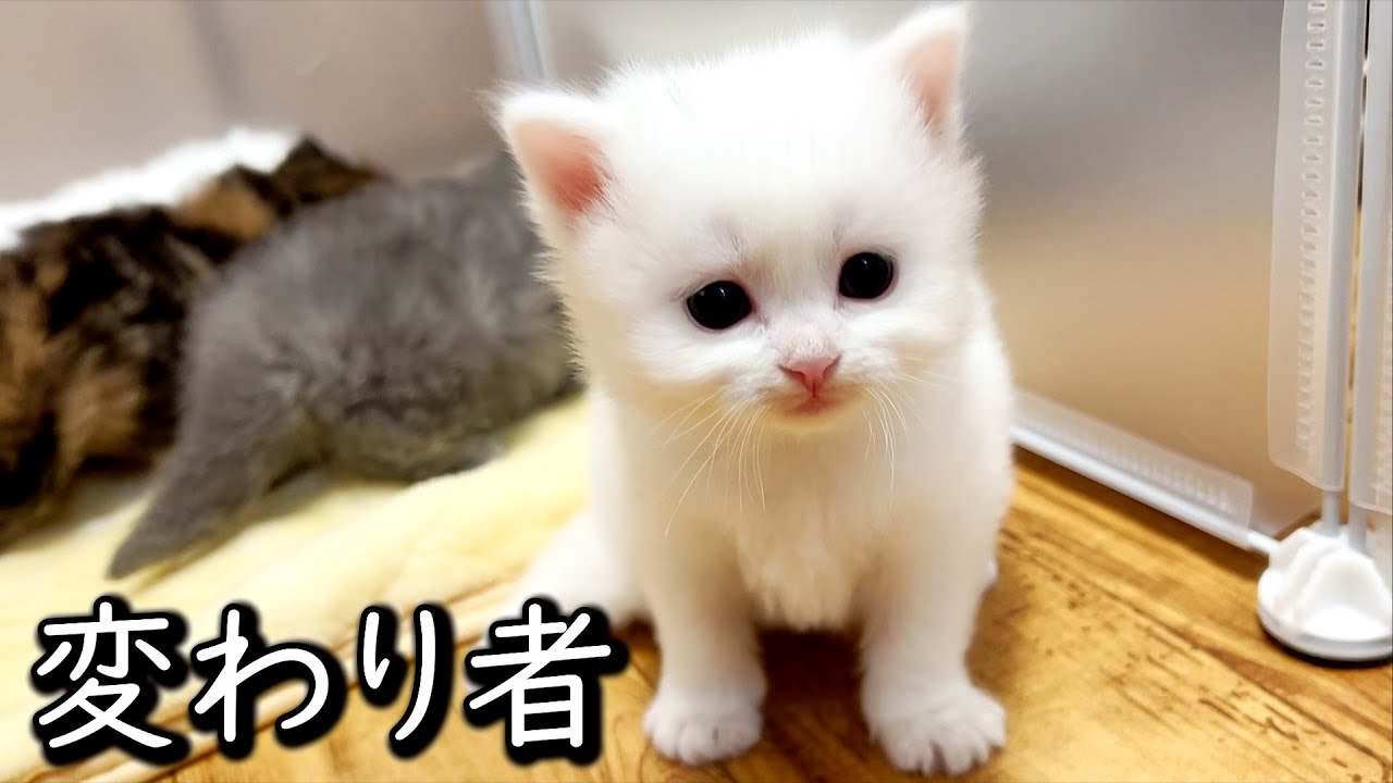 ♥子猫♥ハーディちゃんは赤ちゃんでも分かるくらい変わり者な件 ∼猫のいる生活Vol.590∼ 出産動画 マンチカン短足・ミヌエット・ペルシャ猫専門ブリーダー『ペット蔵人』【子猫の成長記録】