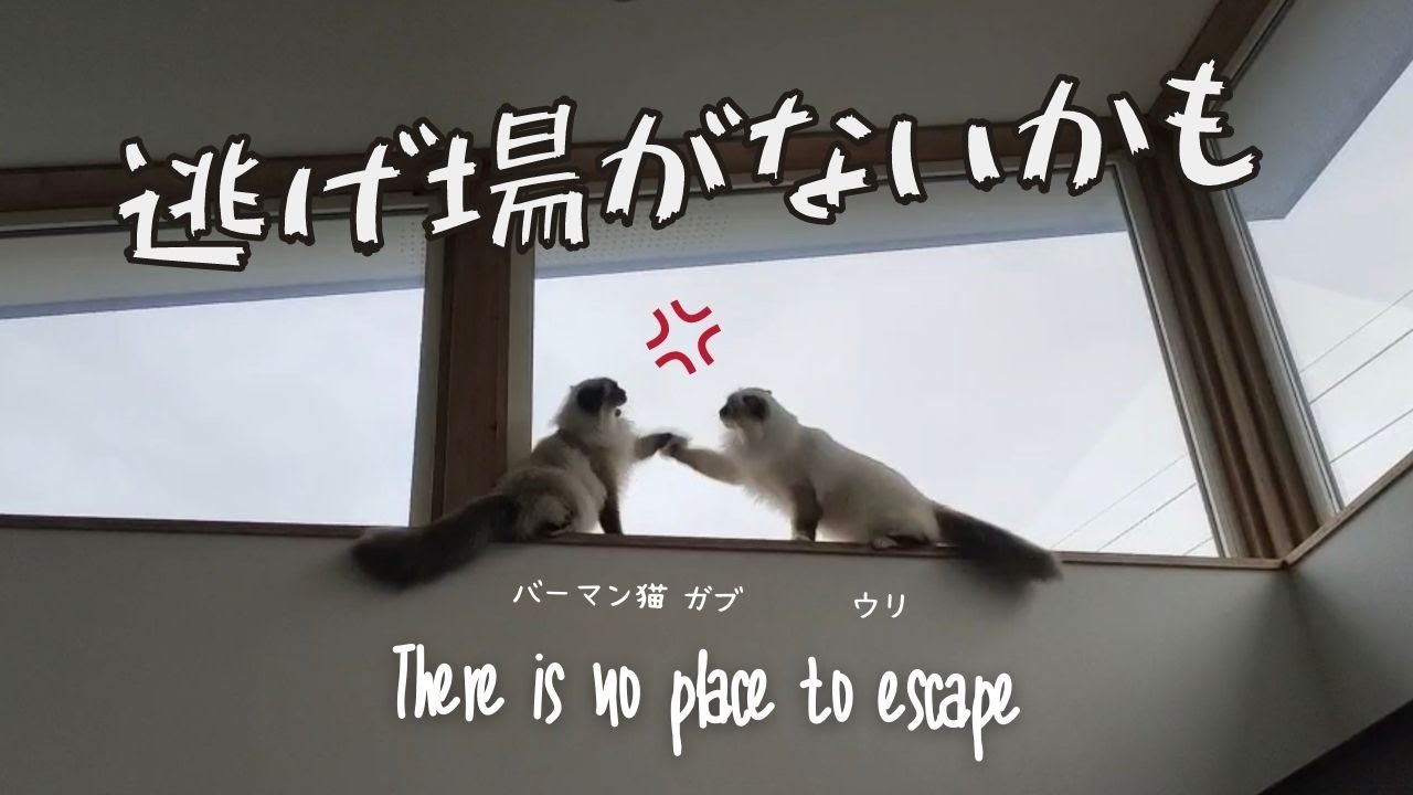 追い詰められたバーマン猫ガブ【逃げ場がないかも】There may be no escape（バーマン猫）Birman/Cat