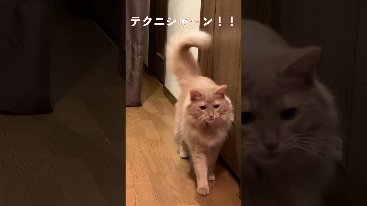 【ソマリ猫】テクニシャンな猫！笑