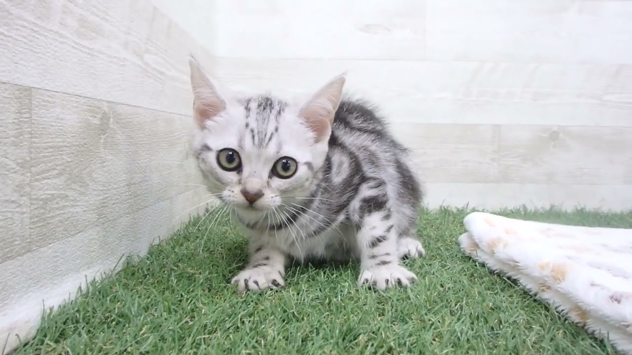 00612565 アメリカンショートヘアー