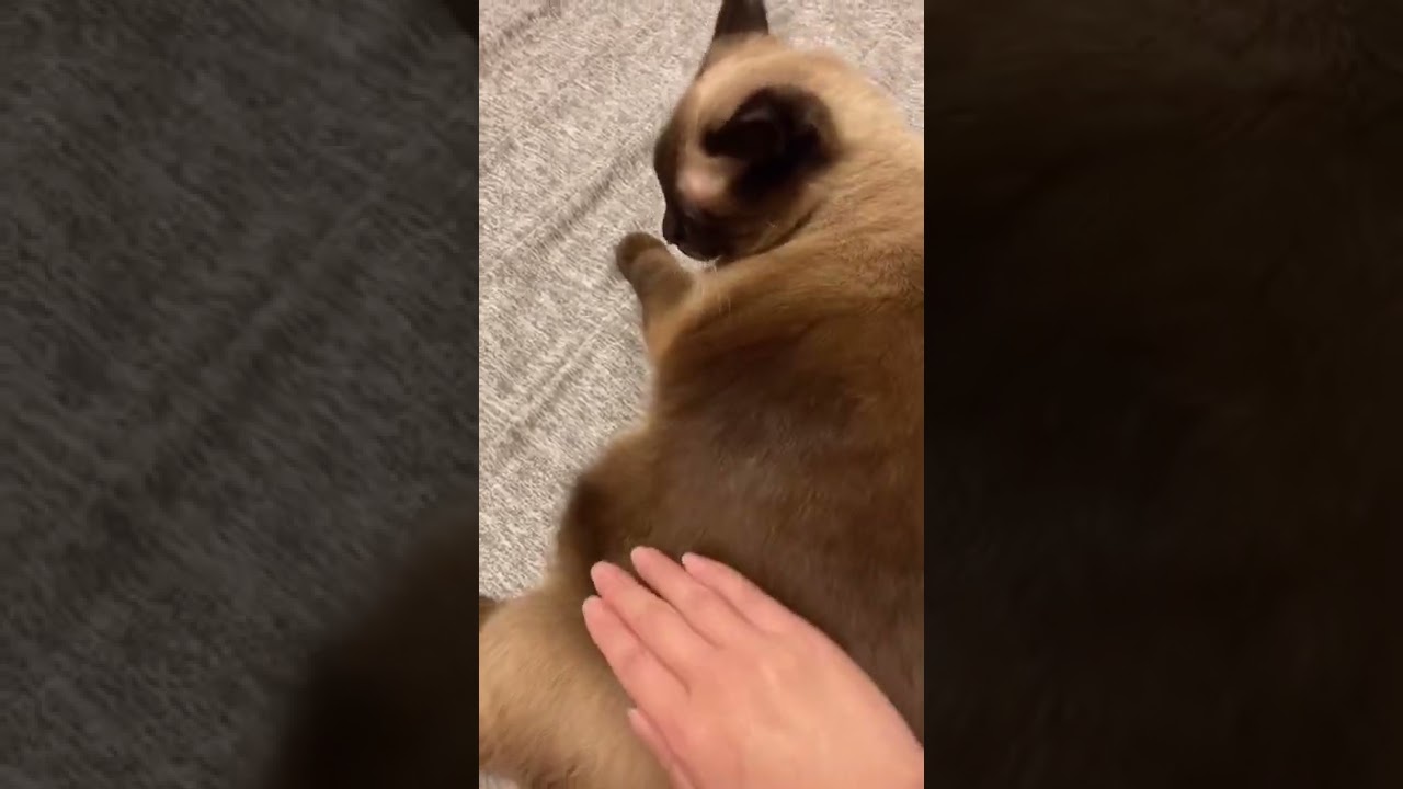 ツヤツヤなシャム猫