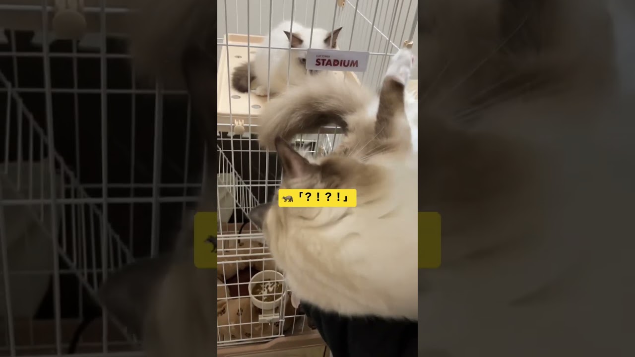 たぬきに似た猫のラグドールのしっぽで遊ぶ子猫 #shorts #ragdoll#ショート #ラグドール
