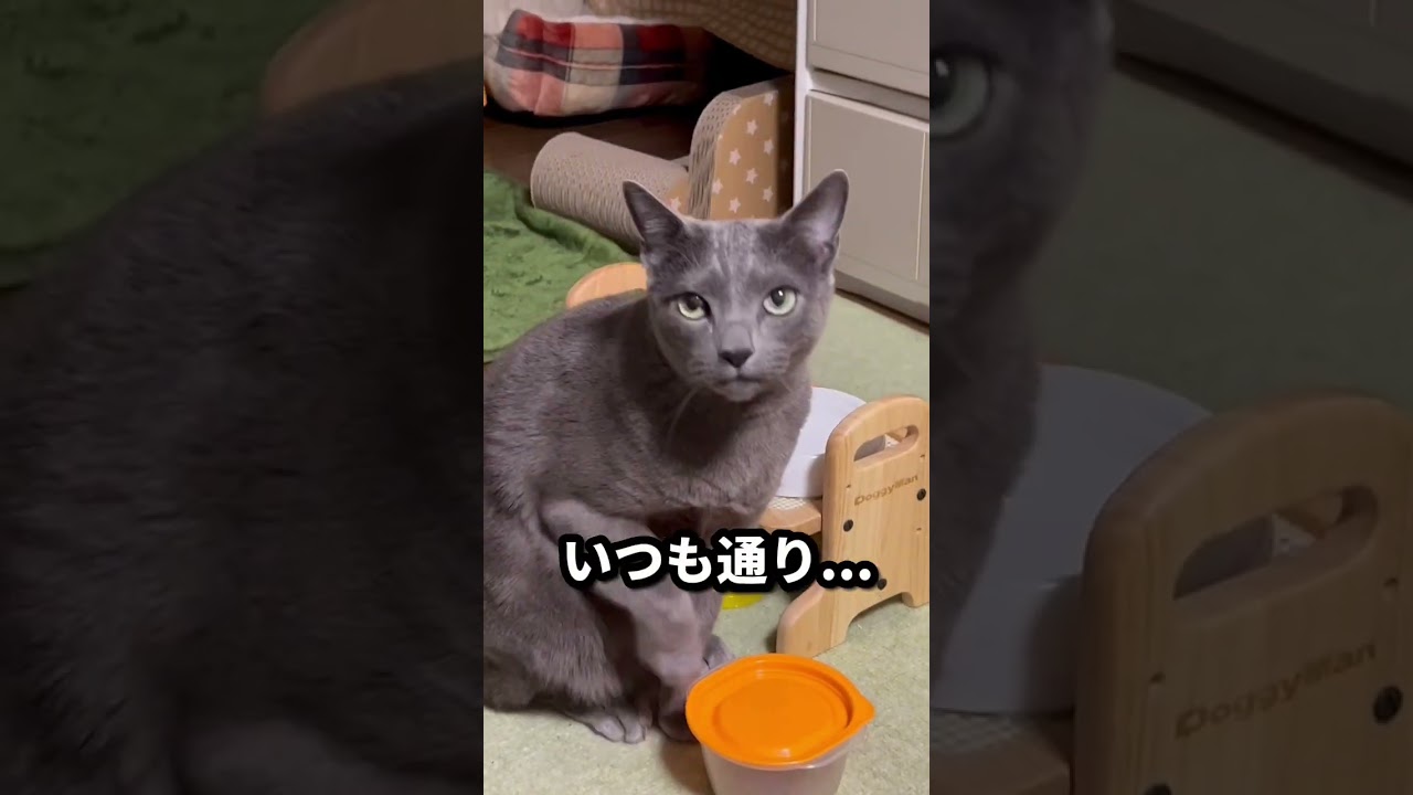 【ロシアンブルー】めろん、昨夜は布団の中に..😊【猫】#shorts