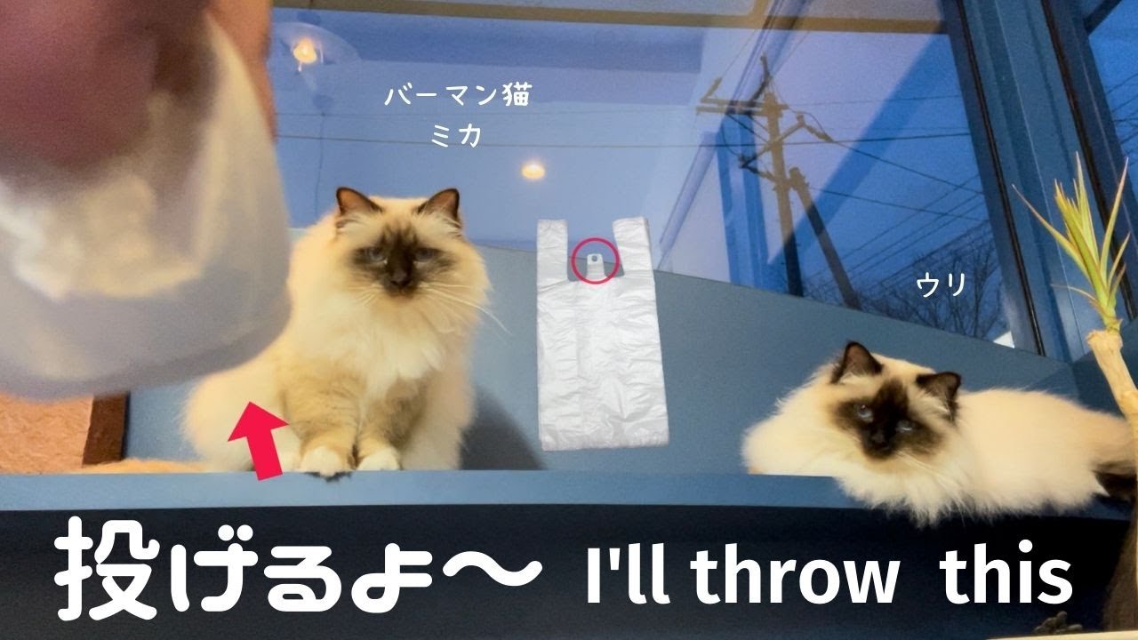 バーマン猫ミカが大好きなカサカサ【投げるよ〜】I'll throw it（バーマン猫）Birman/Cat