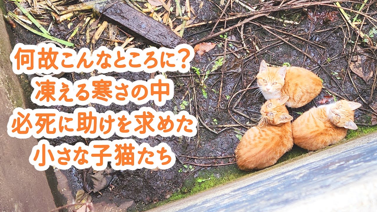 氷点下の中、身を寄せ合っていた子猫を緊急保護しました