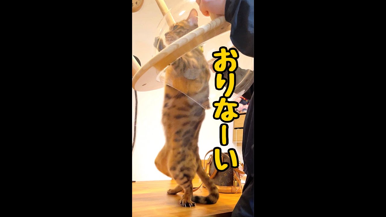 宇宙船から降りたくないイケメン猫 #shorts