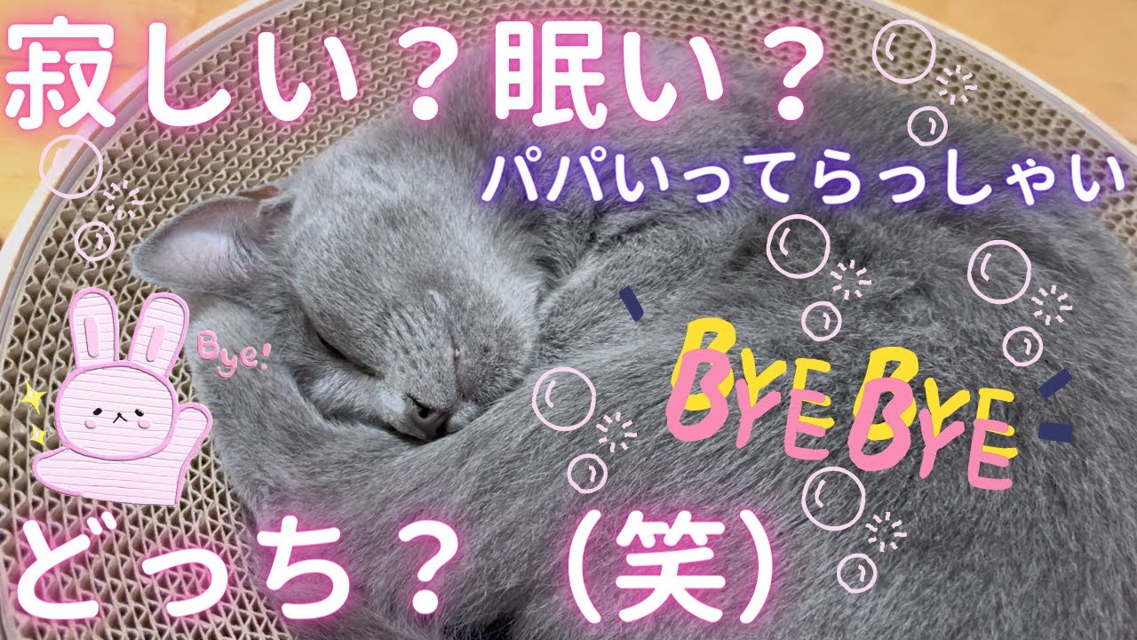 パパ行ってらっしゃい！な猫（ロシアンブルー）