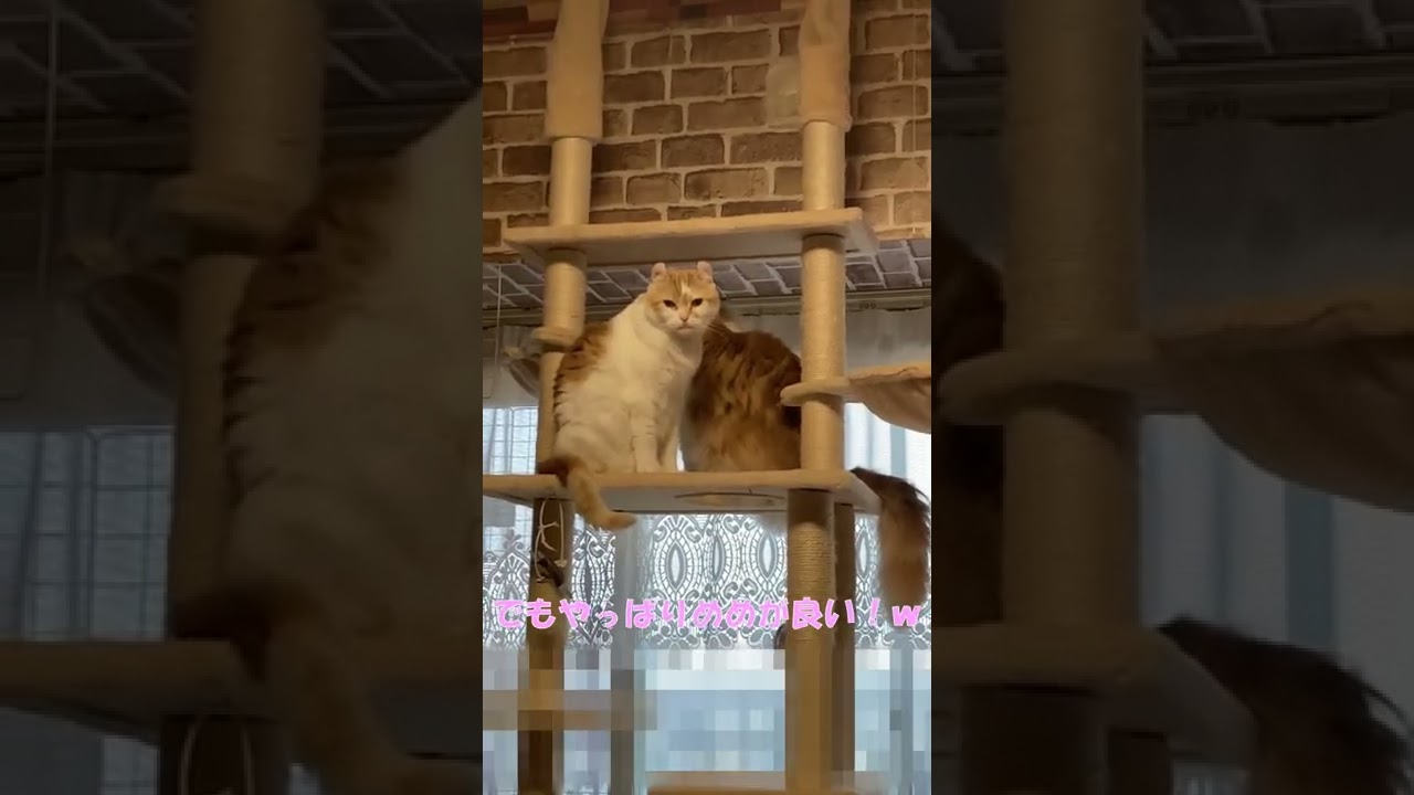 【ｱﾒﾘｶﾝｶｰﾙmocca】やっぱりめめが一番だと思った瞬間ｗ #shorts  #猫 #アメリカンカール #cat