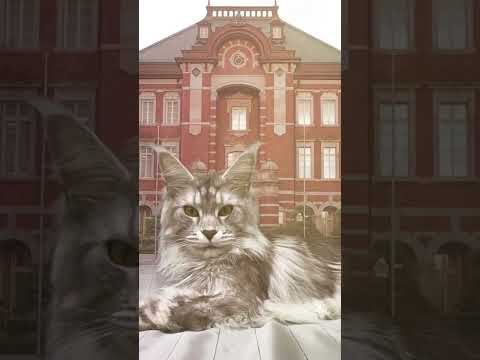 【メインクーン】巨大な猫が東京駅にいたら #shorts