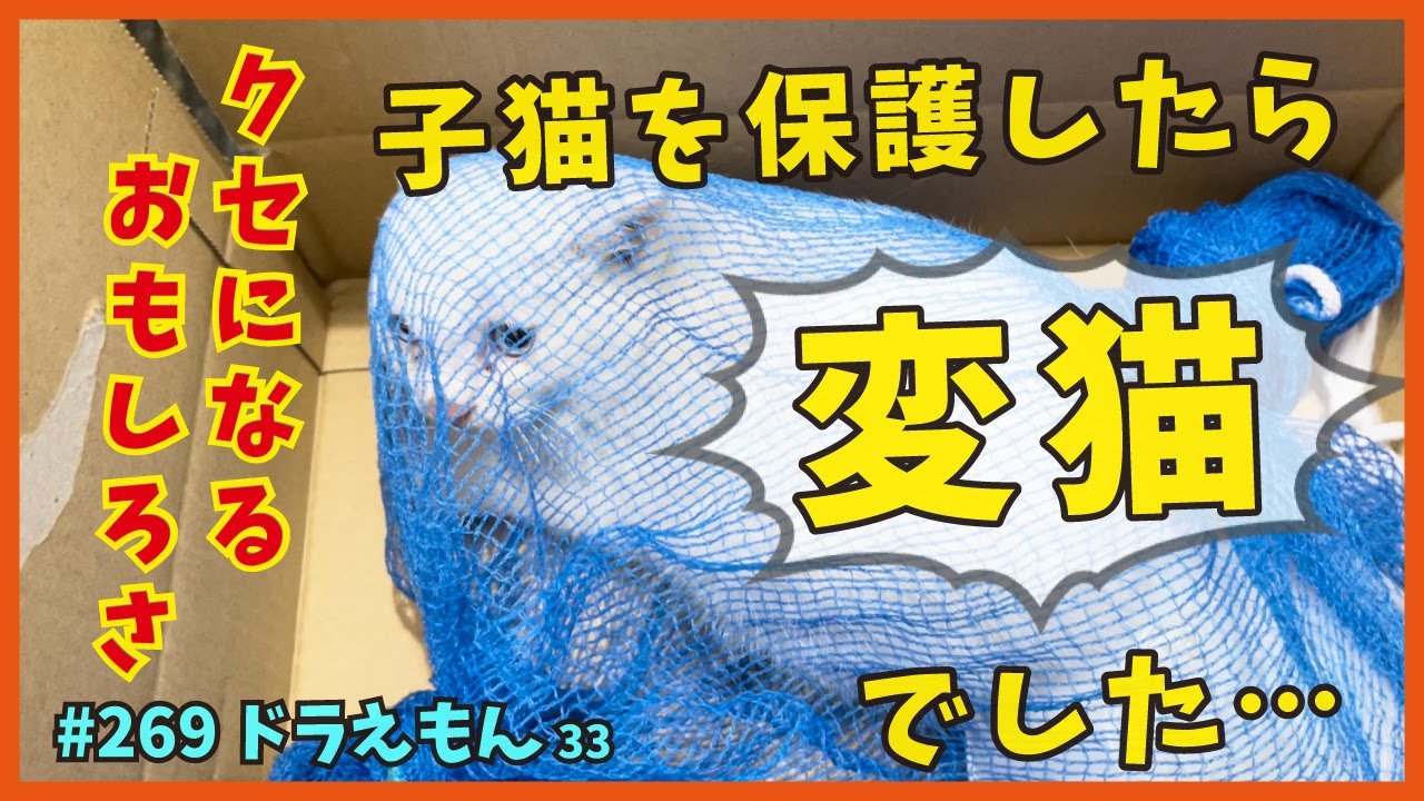 33草むらにいた子猫を保護したら警戒心ゼロのオモシロ子猫でした❗【ドラえもん・TNRで保護】happy to see happy kittens