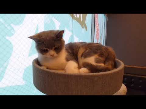 ペットショップCoo&RIKU　523245　ブリティッシュショートヘアー