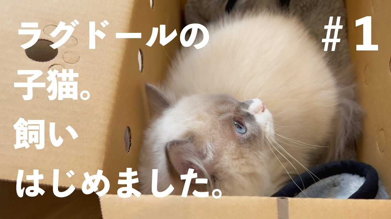 ＃1 ラグドールの子猫がやって来ました。I'm going to have a kitten at home.