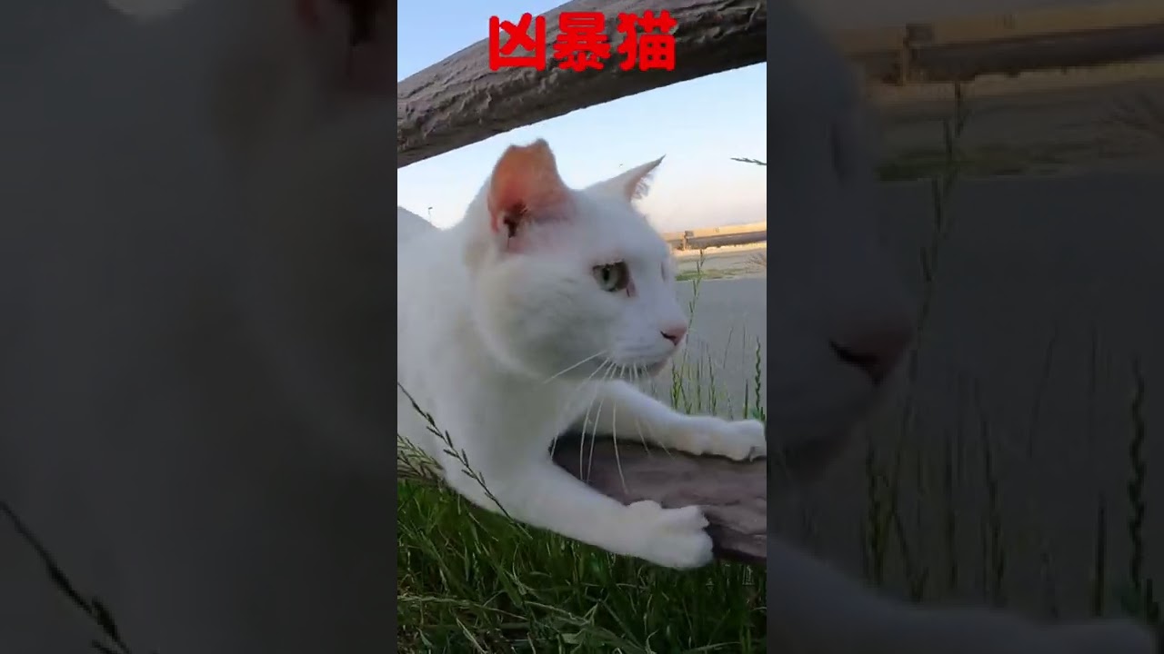 あの凶暴猫のカリン様が機敏な動きを見せました Ferocious cat #shorts