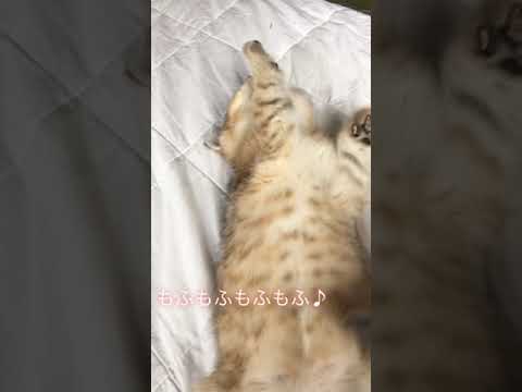 もふもふ子猫 #shorts